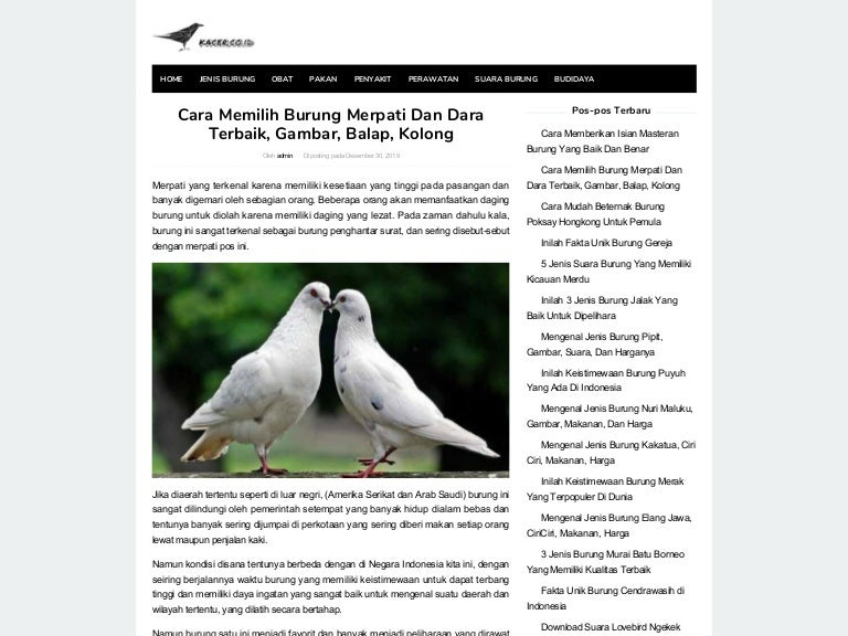 Burung Merpati Dan Dara