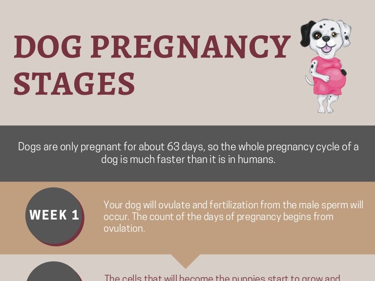 Pictures Of Stages Of Dog Pregnancy Week By Week Pictures Of Stages Of Dog Pregnancy Week By Week