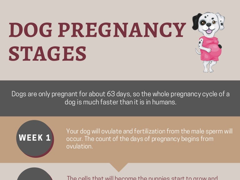 Dog Pregnancy Chart