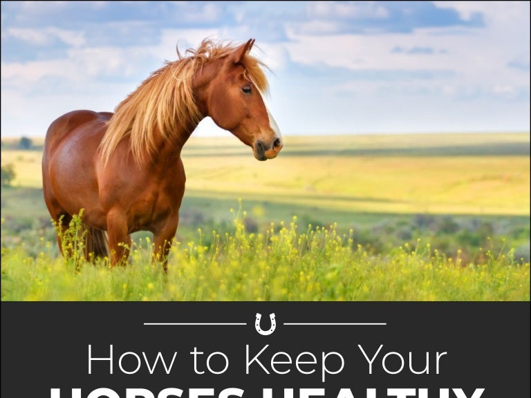 How to Keep Your Horses Healthy