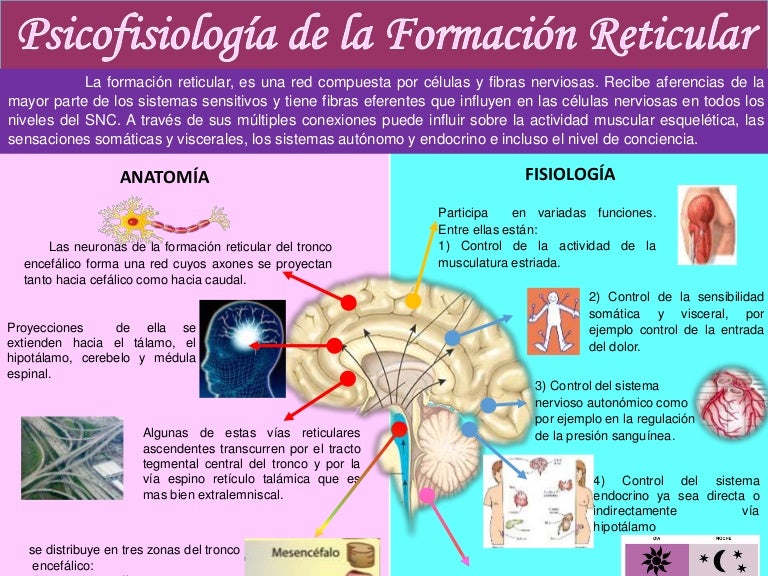 Resultado de imagen para infografÃ­a FormaciÃ³n del Sistema Nervioso