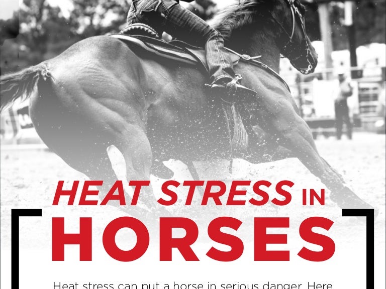Heat Stress In Horses