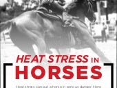 Heat Stress In Horses