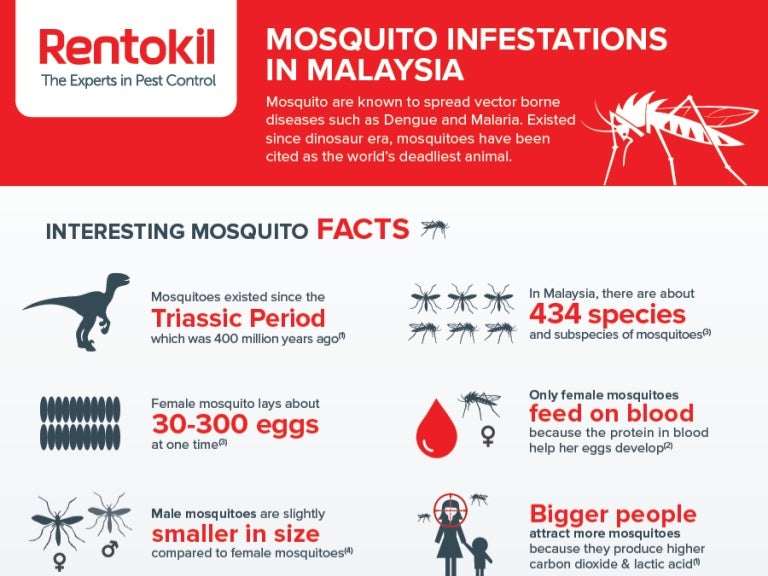 Mosquito Infestation in Malaysia