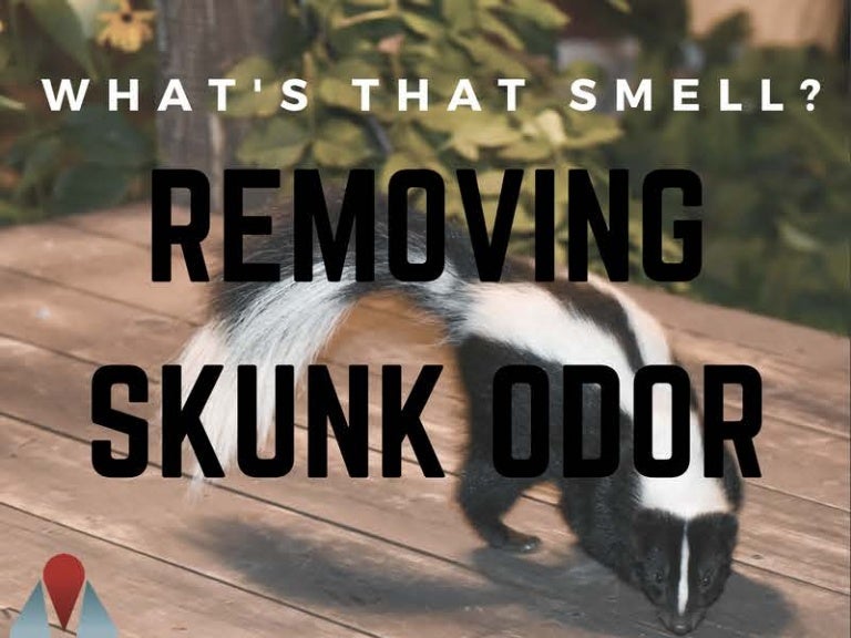 Remove Skunk Odor Infograph