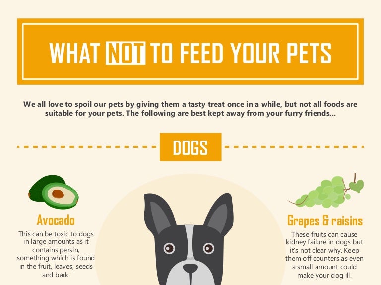 What Not to Feed Your Pets [Infographic]