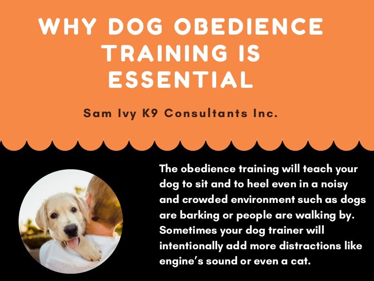 group dog obedience training near me