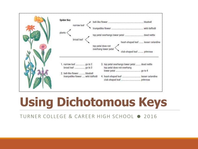  dichotomous key 