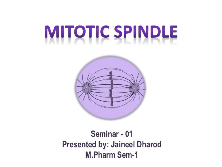 Mitotic spindle