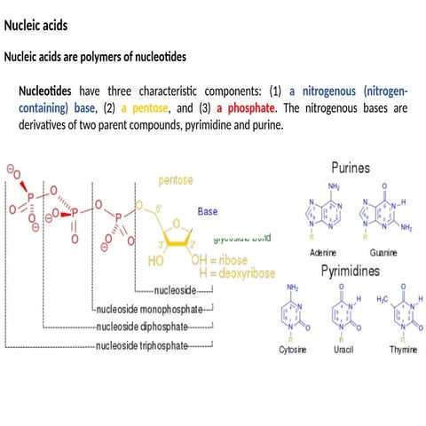 Comprehensive Overview of Nucleic Acids: Structure, Function, and DNA ...