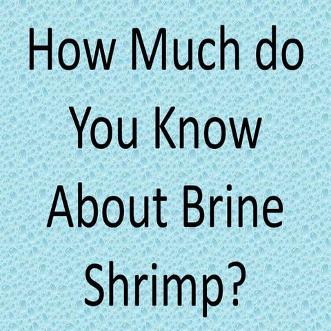 How Much Do You Know About Brine Shrimp?