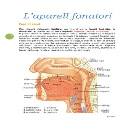 0011 a l'aparell fonatori