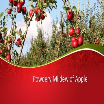 Powdery mildew of apple