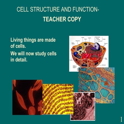 001 Teacher The Cell
