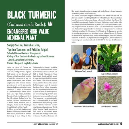 Black turmeric farming and sustainable agriculture | PDF