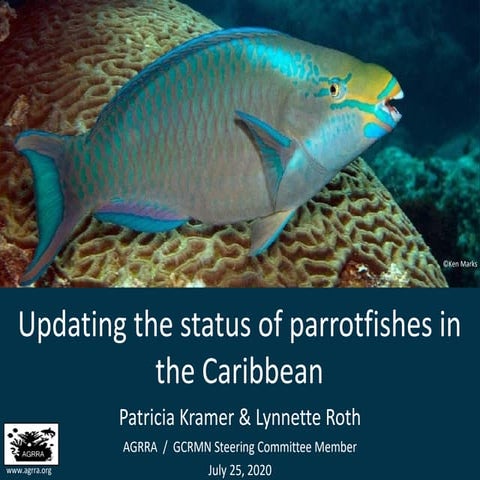 Updating the status of parrotfishes in the Caribbean