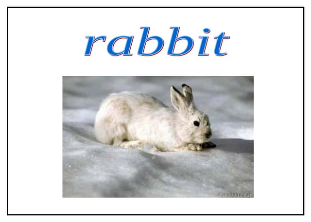 Vocabulario animales