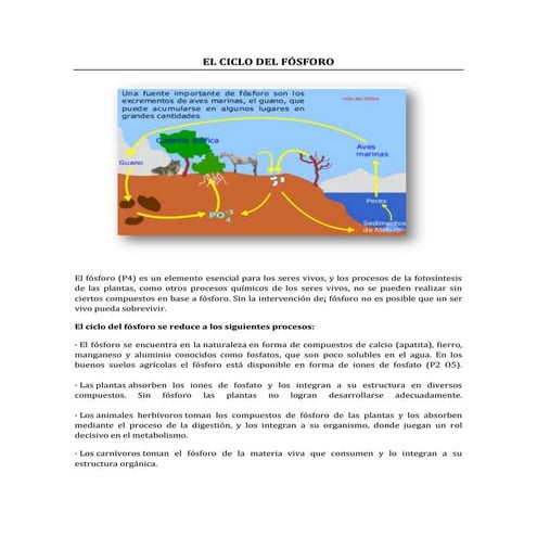 004 el ciclo del fósforo