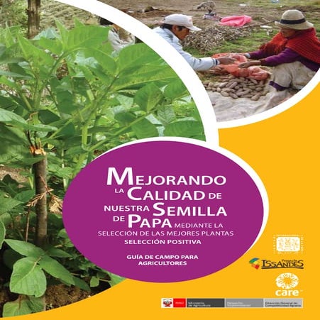 Mejorando la calidad de nuestra semilla de papa mediante la selección de las ...