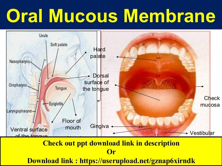 Histology of oral mucous membrane and gingiva