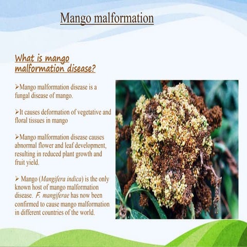 Mango Malformation and Ergot