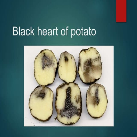 Black heart of potato
