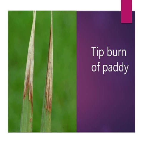 Tip burn of paddy
