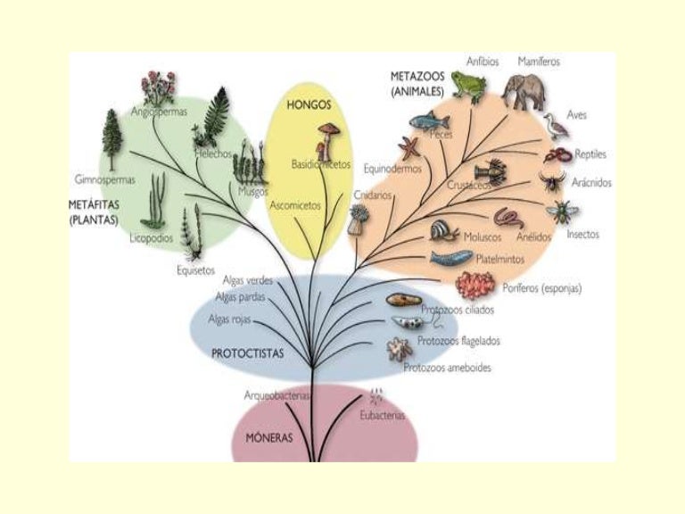 00 - Los Cinco Reinos