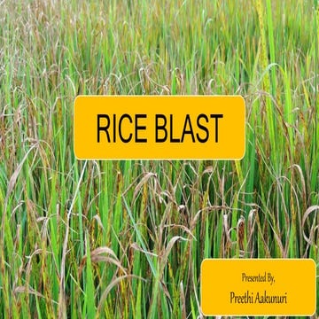 RICE BLAST | PPT