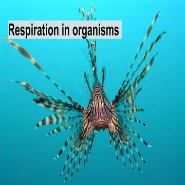 GRADE 7 CBSE CHAPTER 10 RESPIRATION IN ORGANISMS