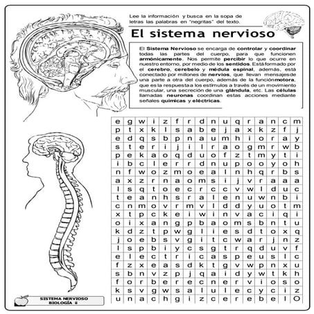 01-El-Sistema-Nervioso.docx