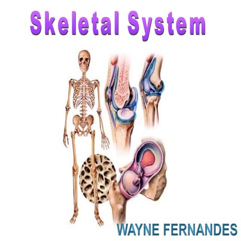 HUMAN SKELETON AND LOCOMOTION