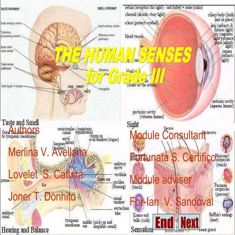 Sense Organs | PPTX