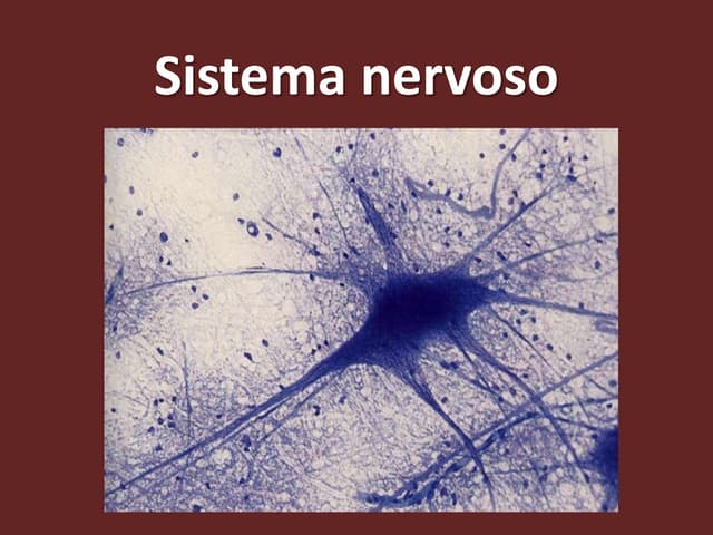 Sistema nervoso