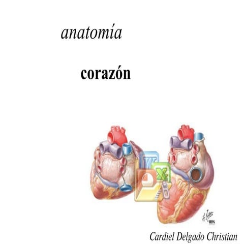 cardio 01 Corazon Anatomia