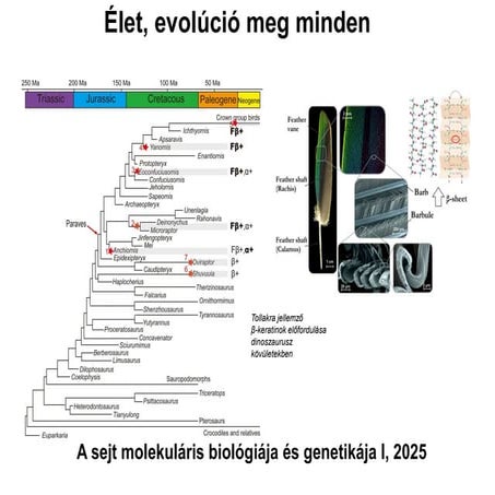 Élet, evolúció meg minden - sejtbiológia előadás