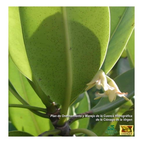 Informe final Cuenca Hidrografica de la Cienaga de la Virgen