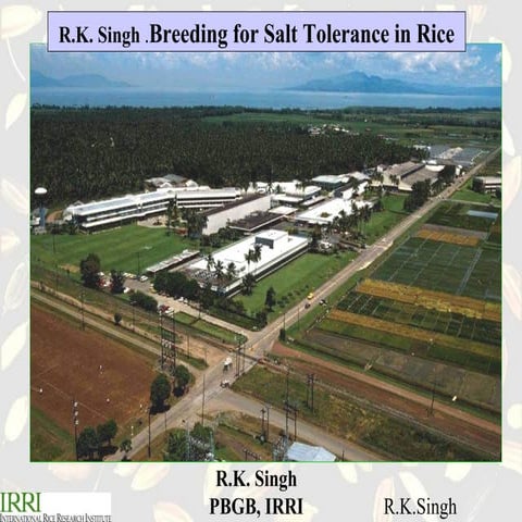  R.K. Singh .Breeding for salt tolerance in rice
