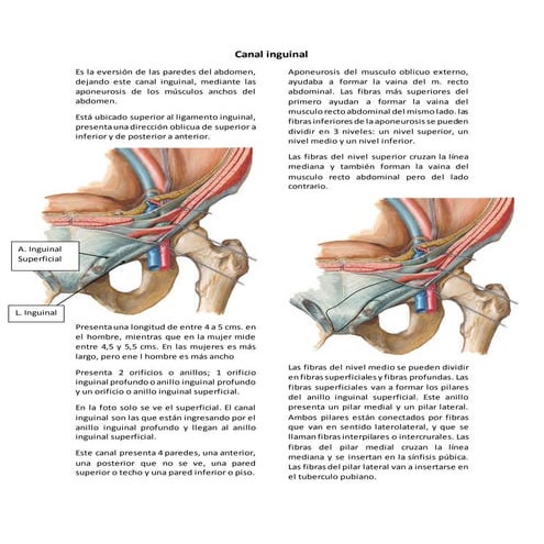 02 canal inguinal | DOCX