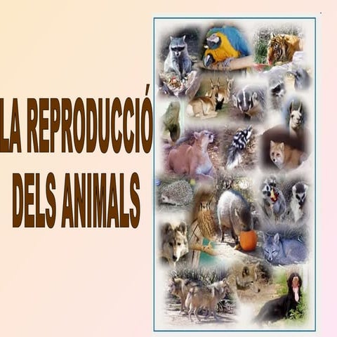 La reproducció dels animals 
