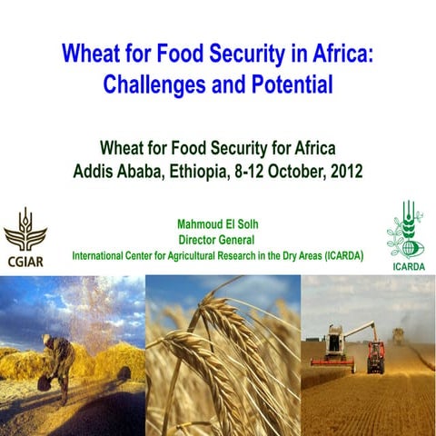 The importance of wheat for food security in Africa: Challenges and potential