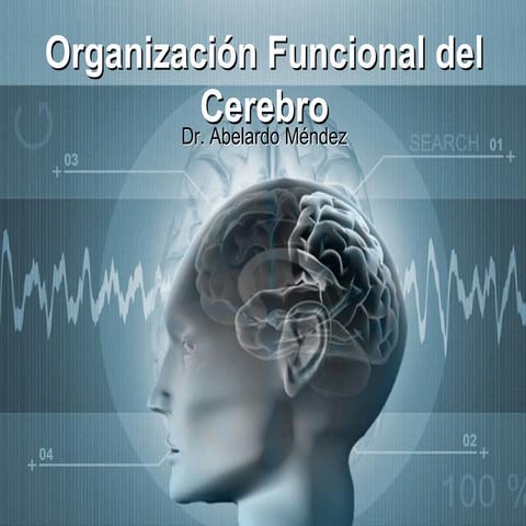 Organización funcional del cerebro