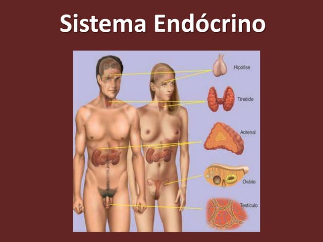 Sistema hormonal