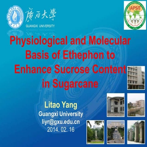 021614 lt yang-ethephon to enhance sucrose content in sugarcane