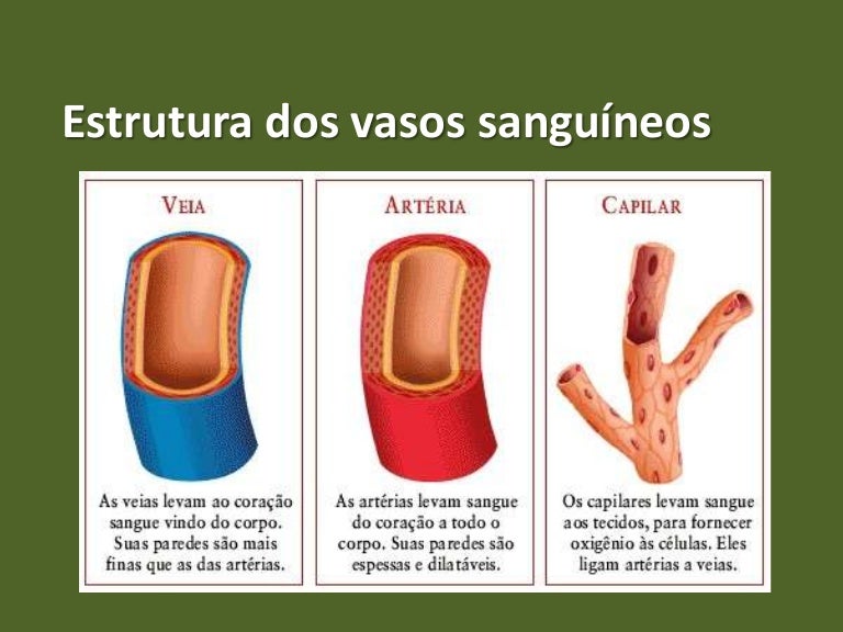 Tipos de vasos sanguíneos Tipos de vasos sanguíneos