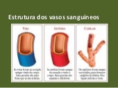 Tipos de vasos sanguíneos