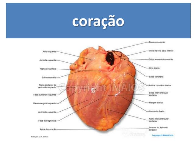 Anatomia do coração