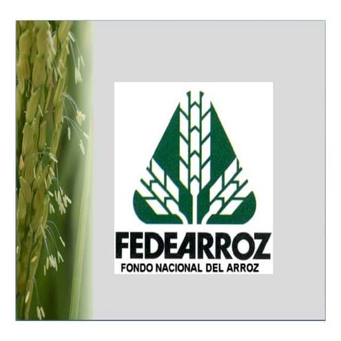 028   situacion bacteria - fedearroz