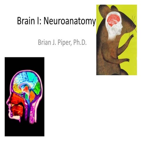 Neuropharmacology: Neuroanatomy