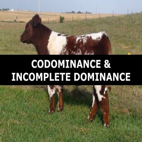 02 codominance incomplete dominance